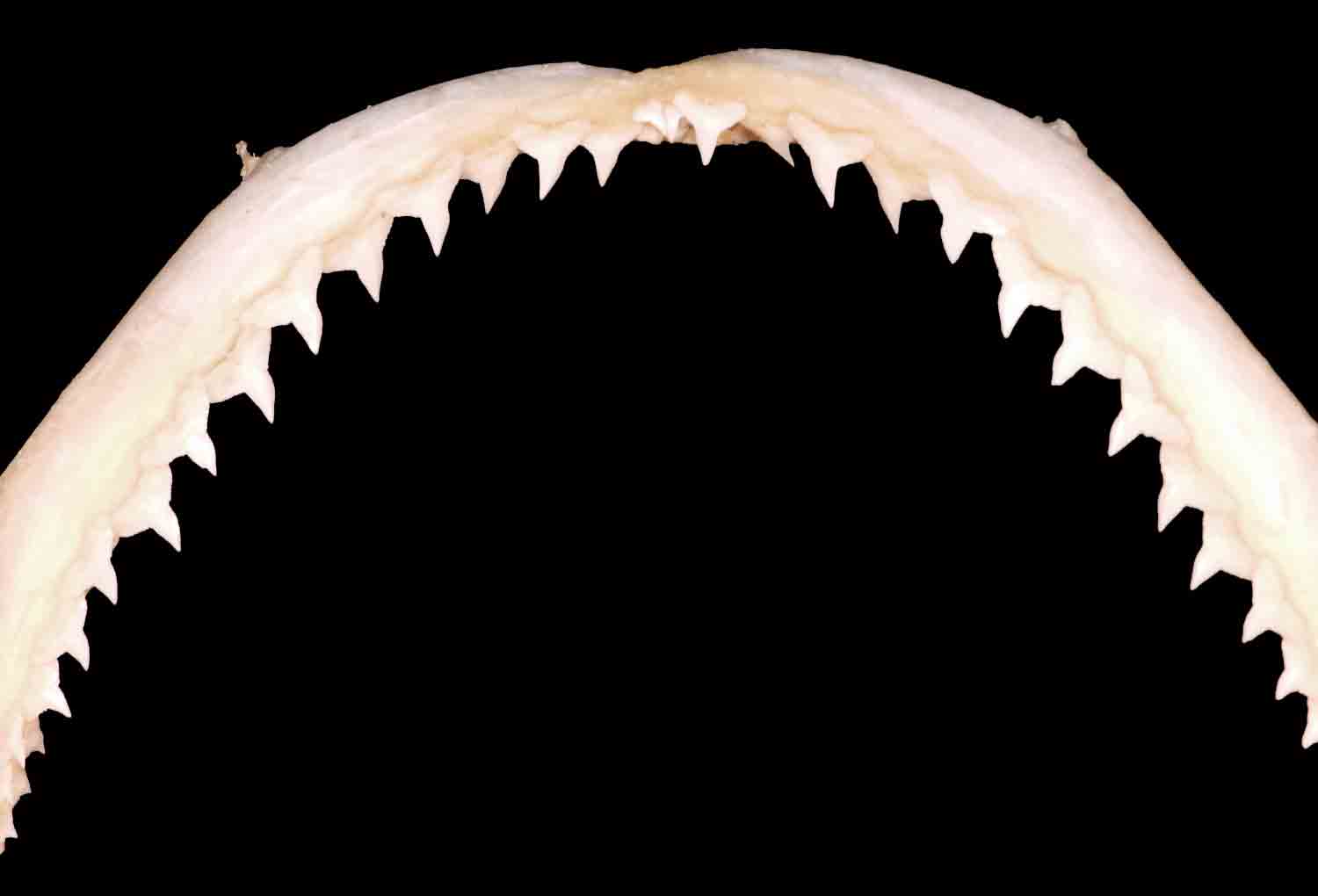 L'Arca di Noè Carcharhinus brachyurus Copper Shark's Jaws (4